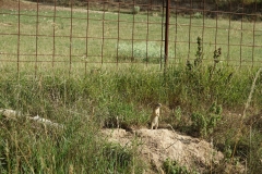 Bison-Ranch_DSC01245