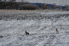 Hase_20210213_DSC09205