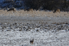 Hase_Rehe_20210213_DSC09203_A
