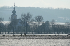 Rehe_20210115_DSC08885
